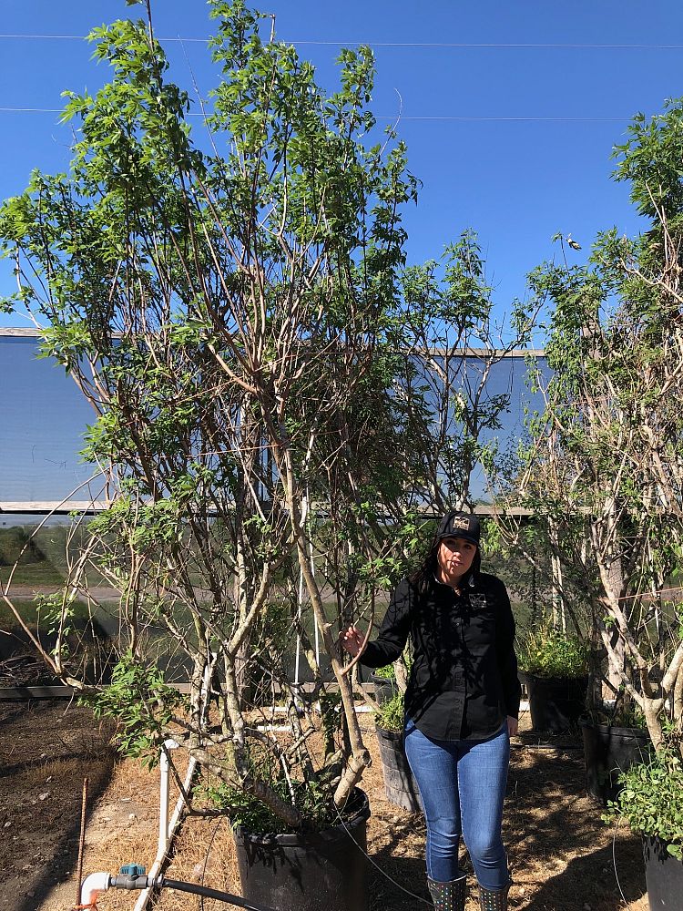 vitex-agnus-castus-shoal-creek-chaste-tree