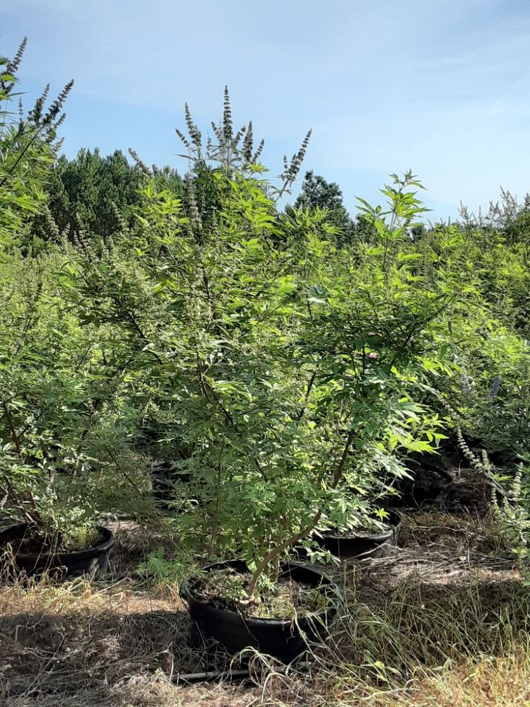 vitex-agnus-castus-shoal-creek-chaste-tree