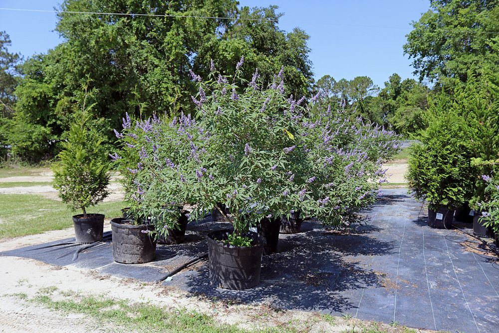 vitex-agnus-castus-shoal-creek-chaste-tree