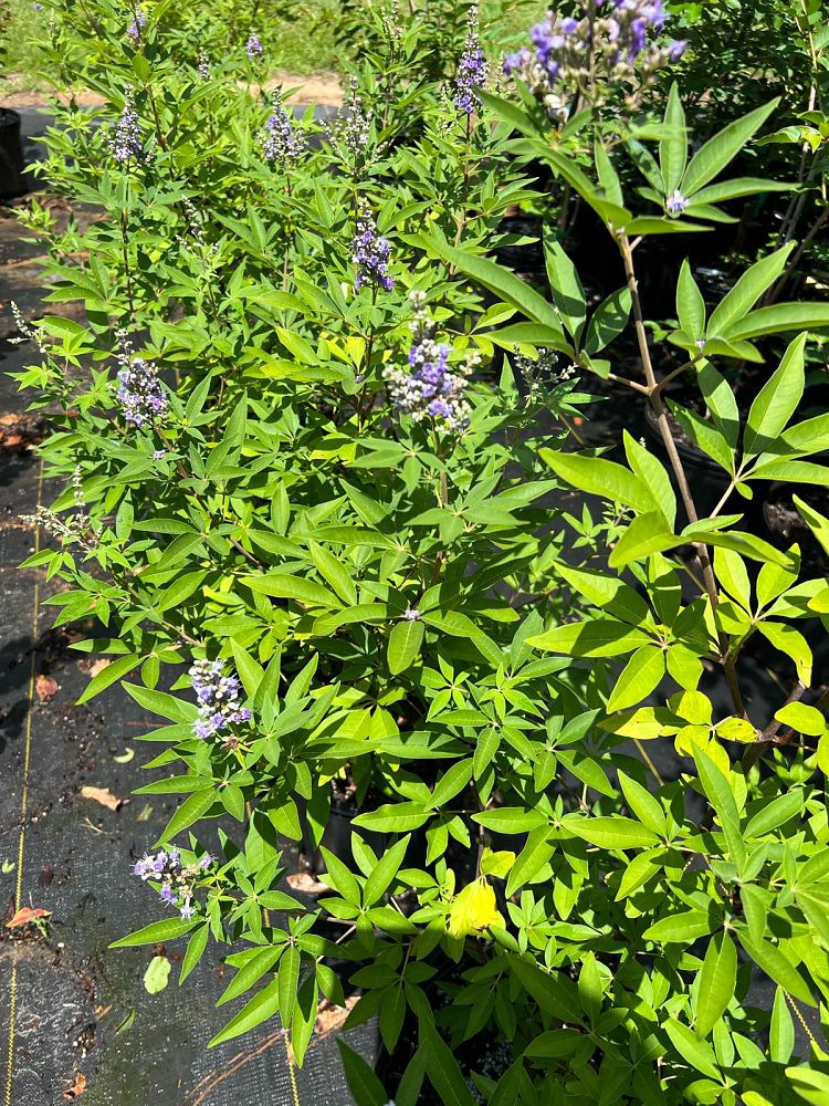 vitex-agnus-castus-shoal-creek-chaste-tree
