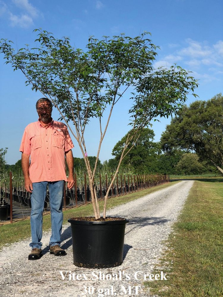 vitex-agnus-castus-shoal-creek-chaste-tree