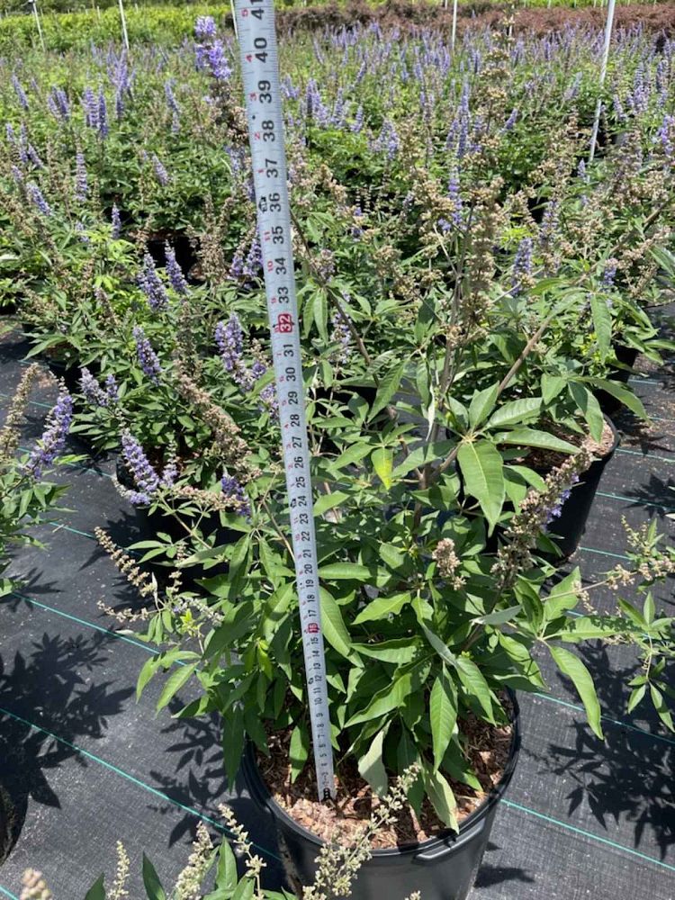 vitex-agnus-castus-shoal-creek-chaste-tree