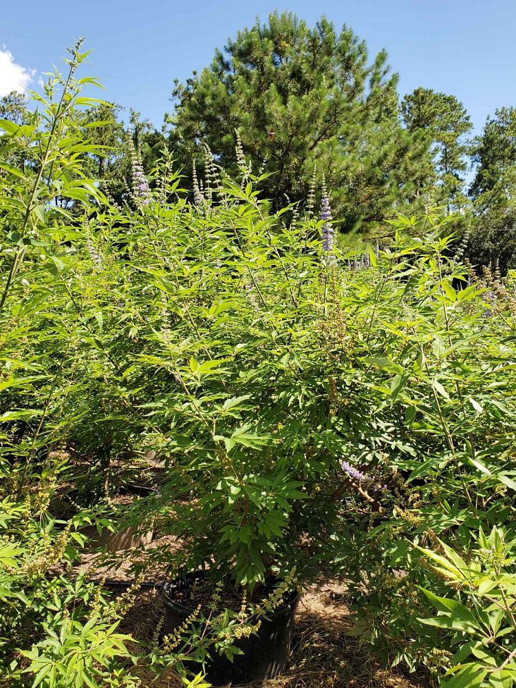 vitex-agnus-castus-shoal-creek-chaste-tree