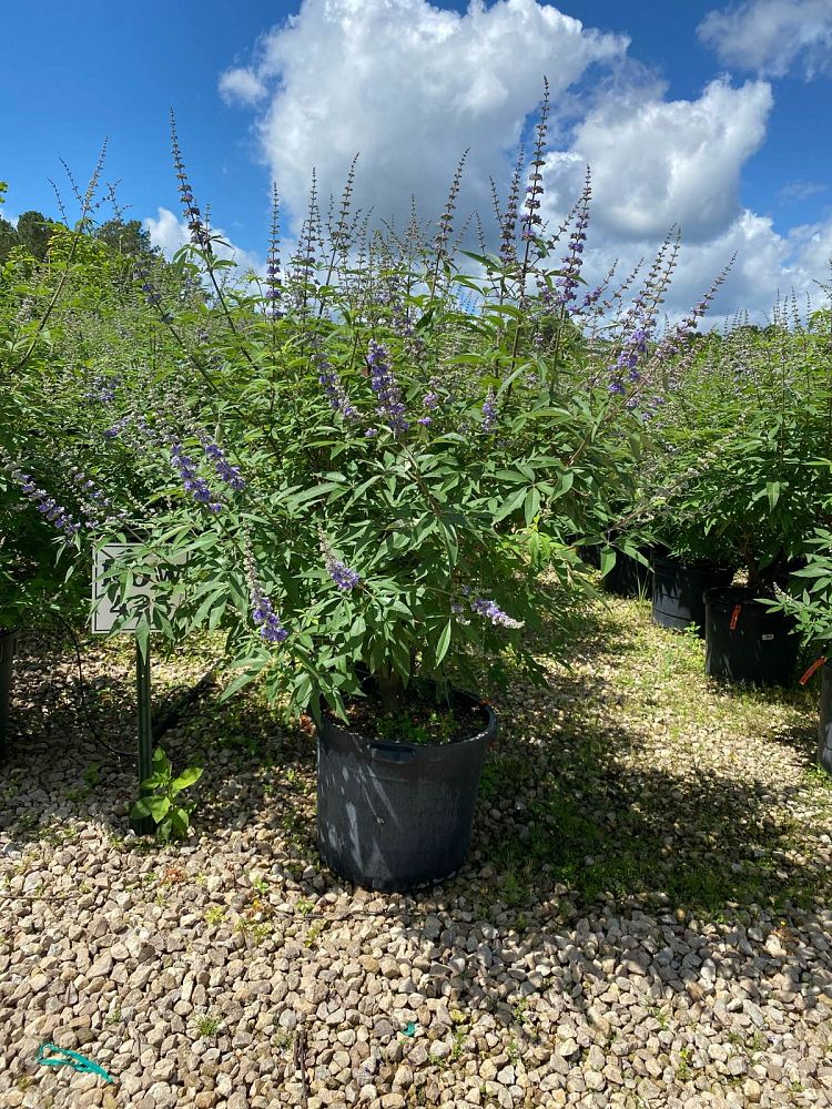 vitex-agnus-castus-shoal-creek-chaste-tree