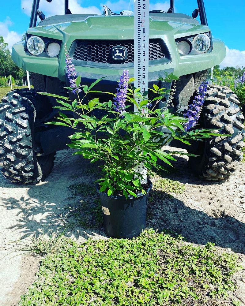 vitex-agnus-castus-shoal-creek-chaste-tree