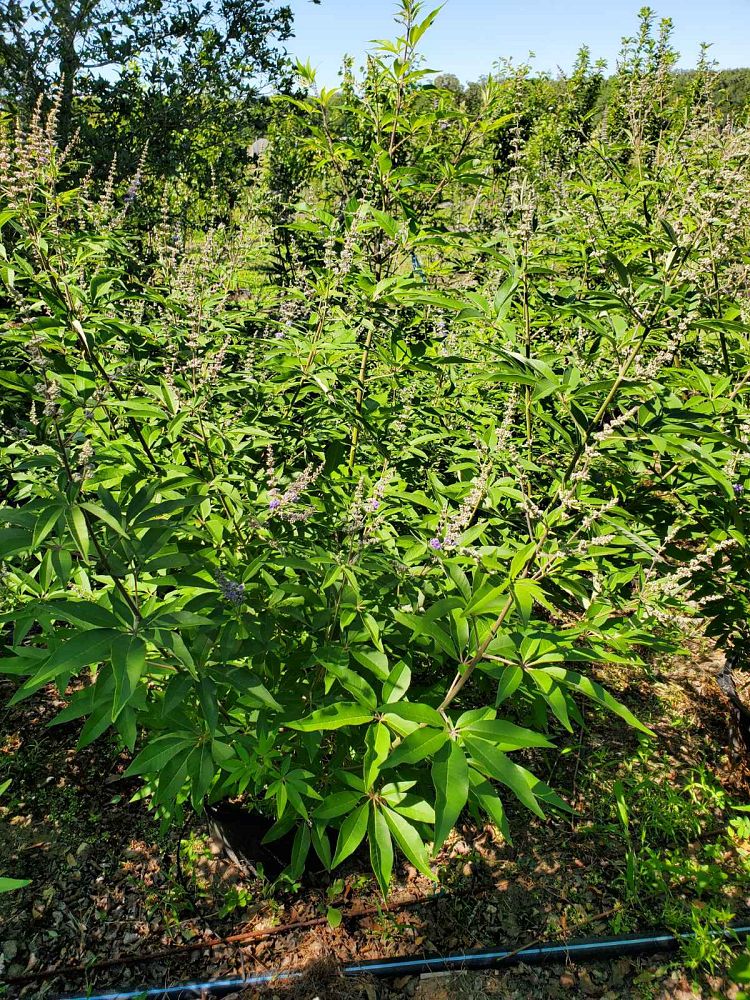 vitex-agnus-castus-shoal-creek-chaste-tree