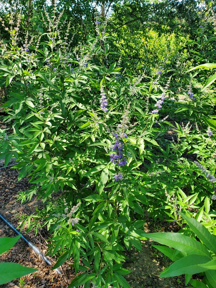 vitex-agnus-castus-shoal-creek-chaste-tree