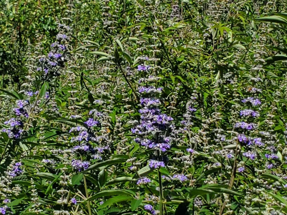 vitex-agnus-castus-shoal-creek-chaste-tree