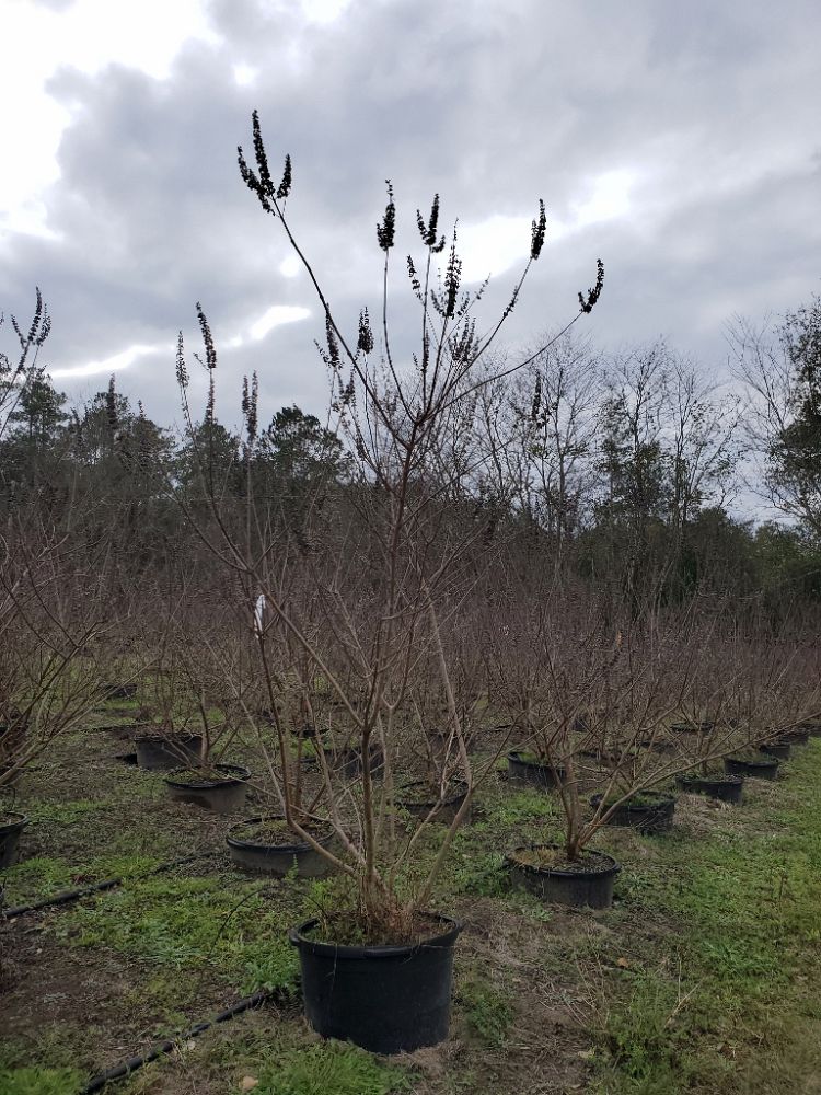 vitex-agnus-castus-shoal-creek-chaste-tree