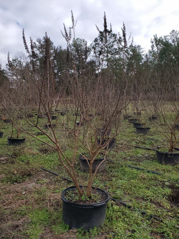 vitex-agnus-castus-shoal-creek-chaste-tree