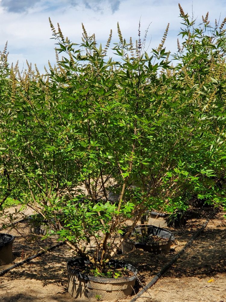 vitex-agnus-castus-shoal-creek-chaste-tree