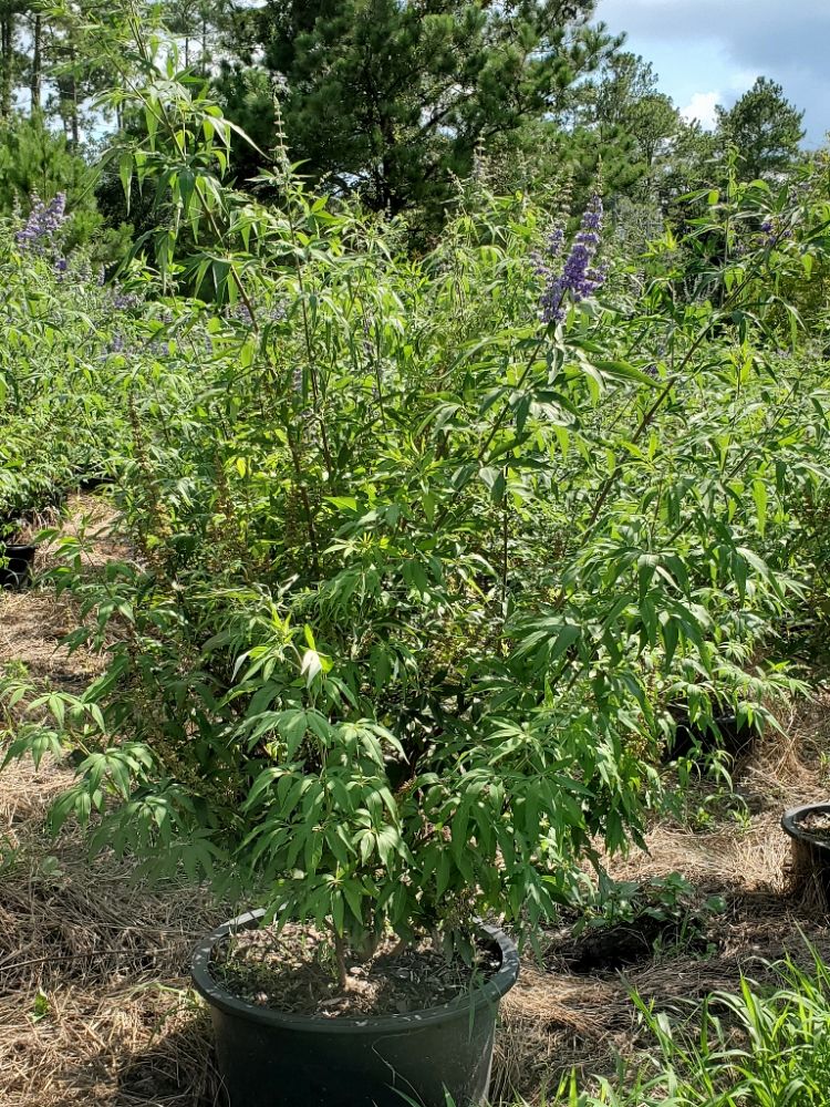 vitex-agnus-castus-shoal-creek-chaste-tree