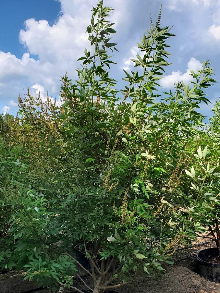 vitex-agnus-castus-shoal-creek-chaste-tree