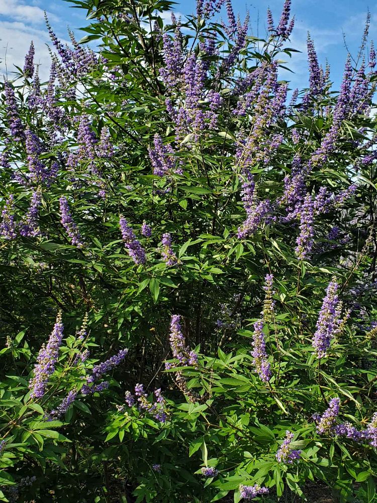 vitex-agnus-castus-shoal-creek-chaste-tree