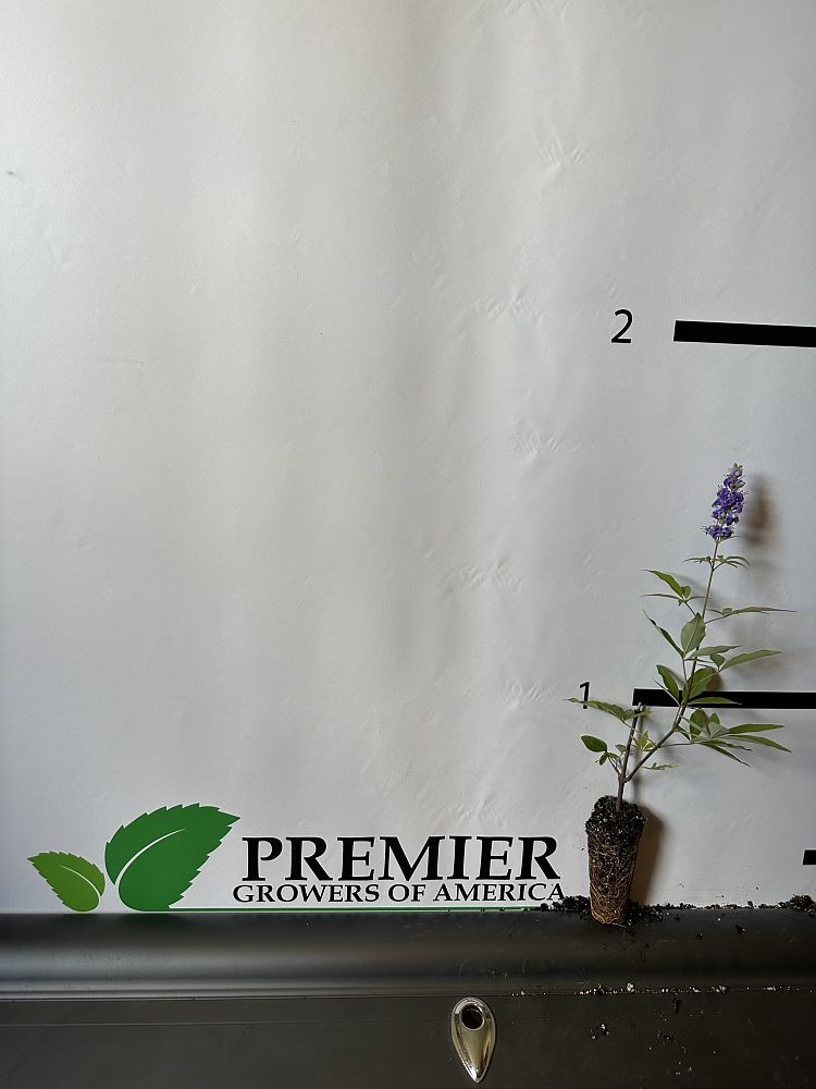 vitex-agnus-castus-shoal-creek-chaste-tree