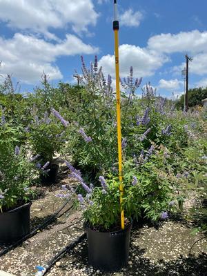 vitex-agnus-castus-shoal-creek-chaste-tree