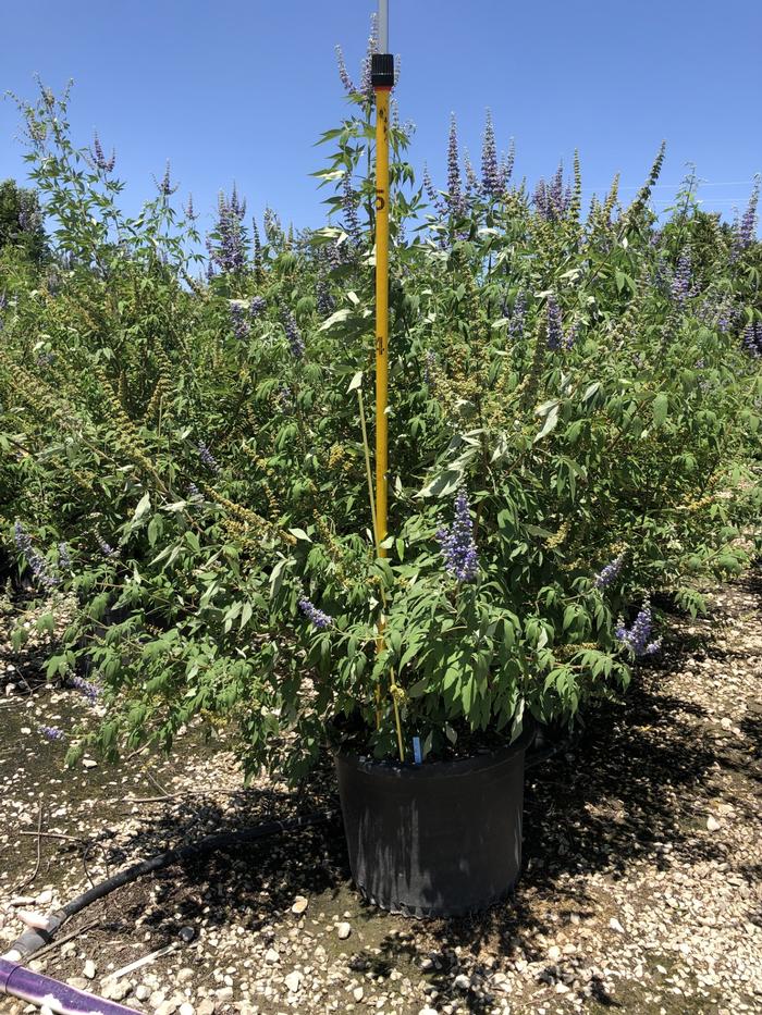 vitex-agnus-castus-shoal-creek-chaste-tree