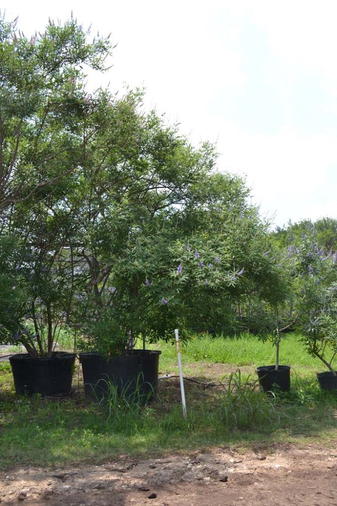 vitex-agnus-castus-shoal-creek-chaste-tree