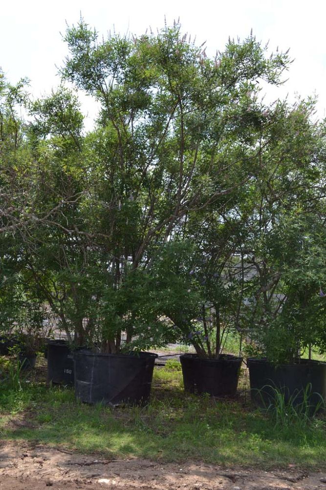 vitex-agnus-castus-shoal-creek-chaste-tree