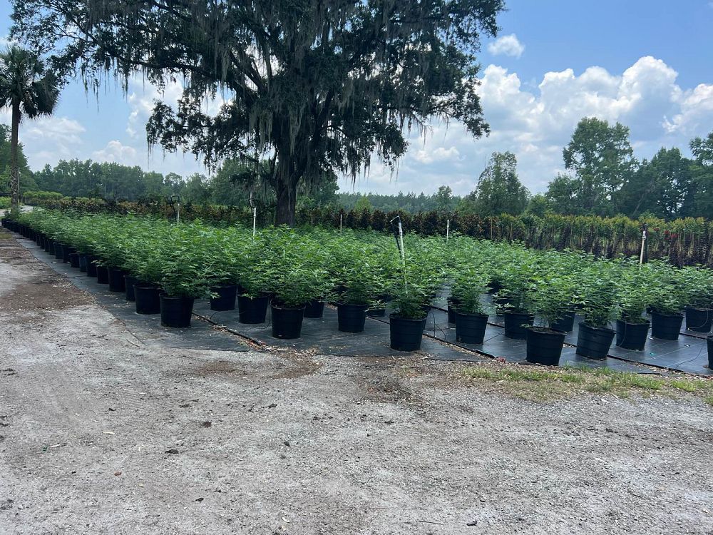 vitex-agnus-castus-shoal-creek-chaste-tree