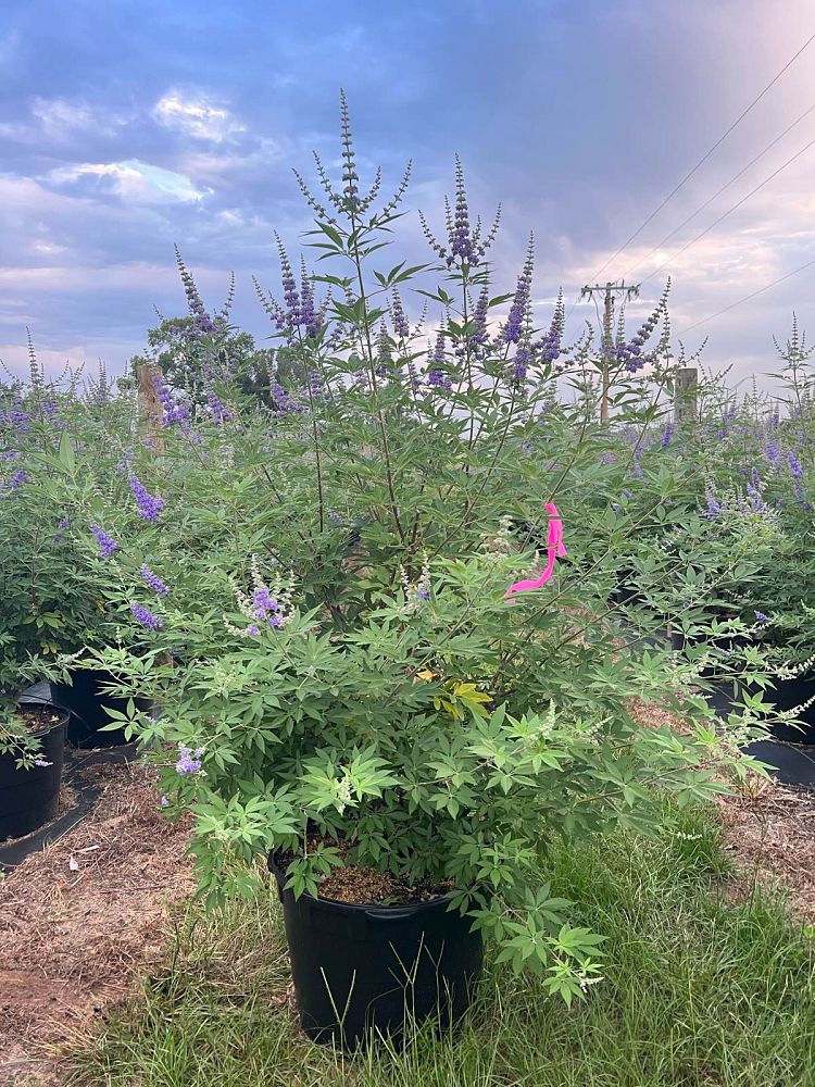 vitex-agnus-castus-shoal-creek-chaste-tree