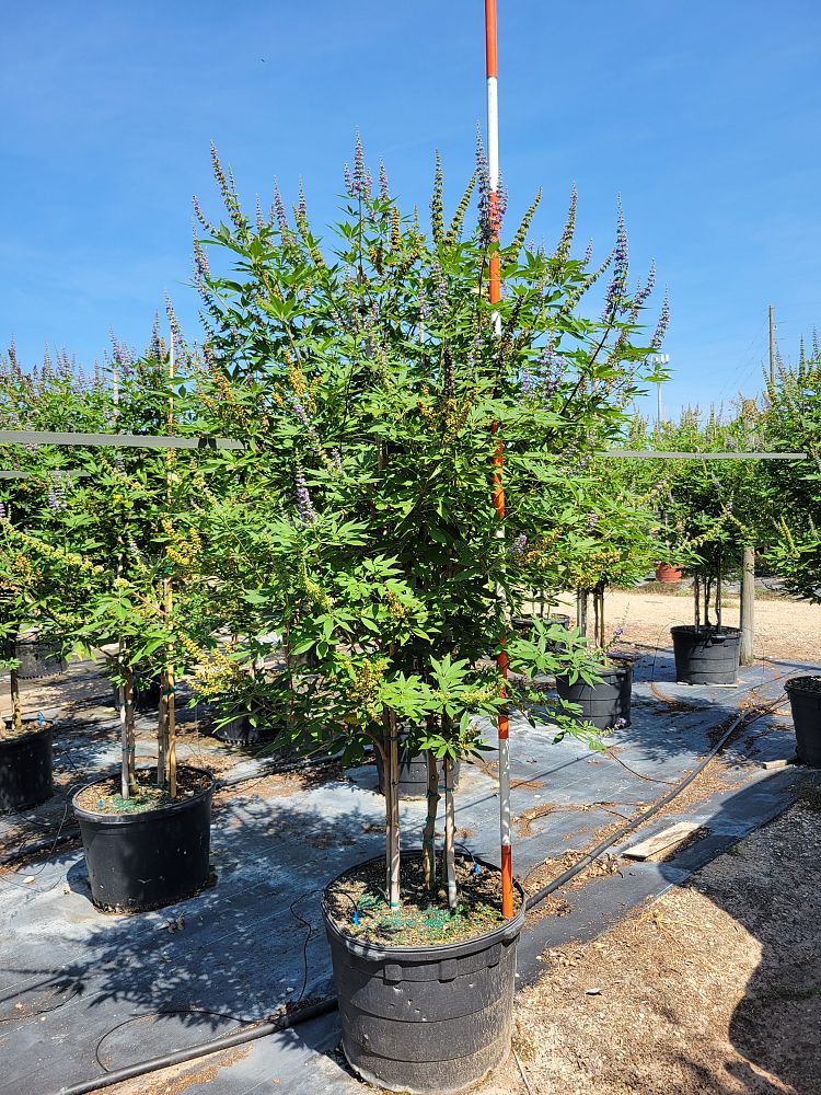 vitex-agnus-castus-shoal-creek-chaste-tree
