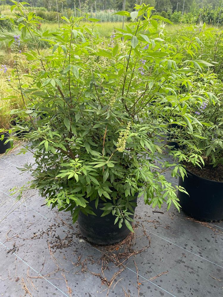 vitex-agnus-castus-shoal-creek-chaste-tree