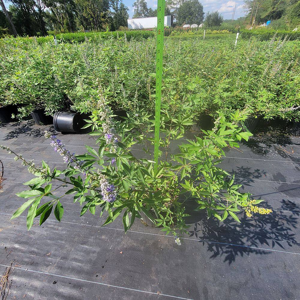 vitex-agnus-castus-shoal-creek-chaste-tree