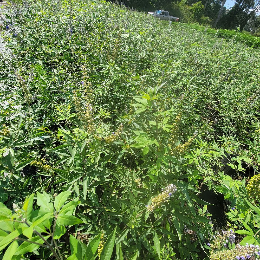 vitex-agnus-castus-shoal-creek-chaste-tree