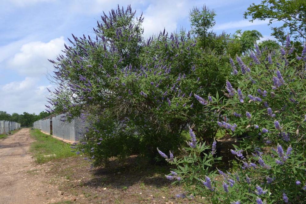 vitex-agnus-castus-shoal-creek-chaste-tree