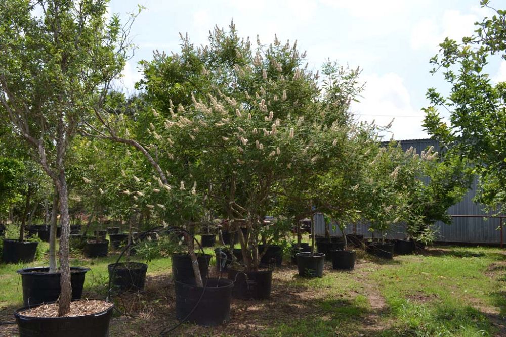 vitex-agnus-castus-shoal-creek-chaste-tree