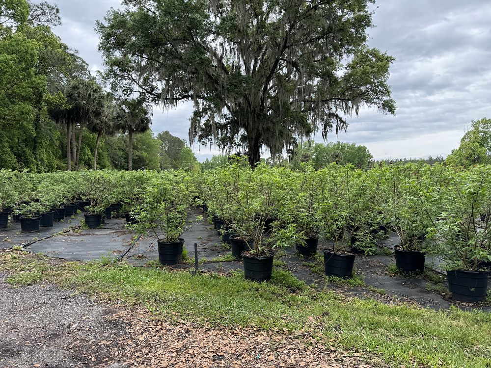 vitex-agnus-castus-shoal-creek-chaste-tree