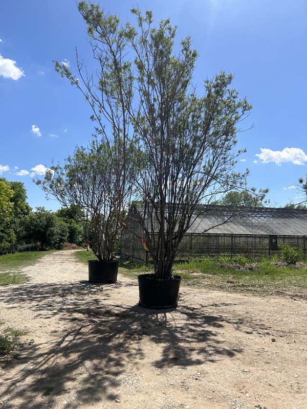 vitex-agnus-castus-shoal-creek-chaste-tree