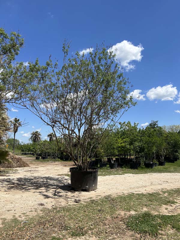 vitex-agnus-castus-shoal-creek-chaste-tree