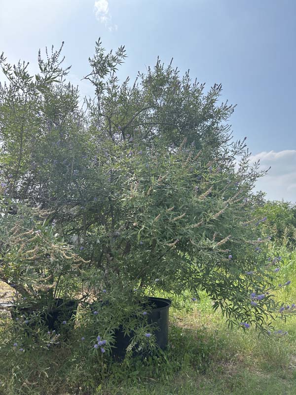 vitex-agnus-castus-shoal-creek-chaste-tree
