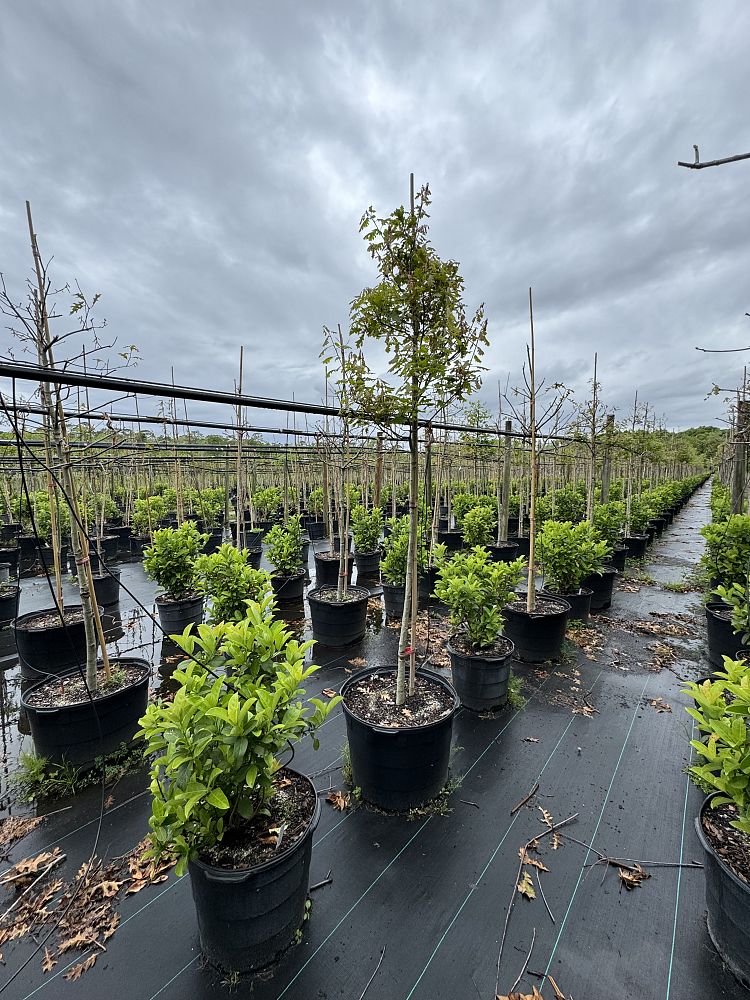 vitex-agnus-castus-shoal-creek-chaste-tree