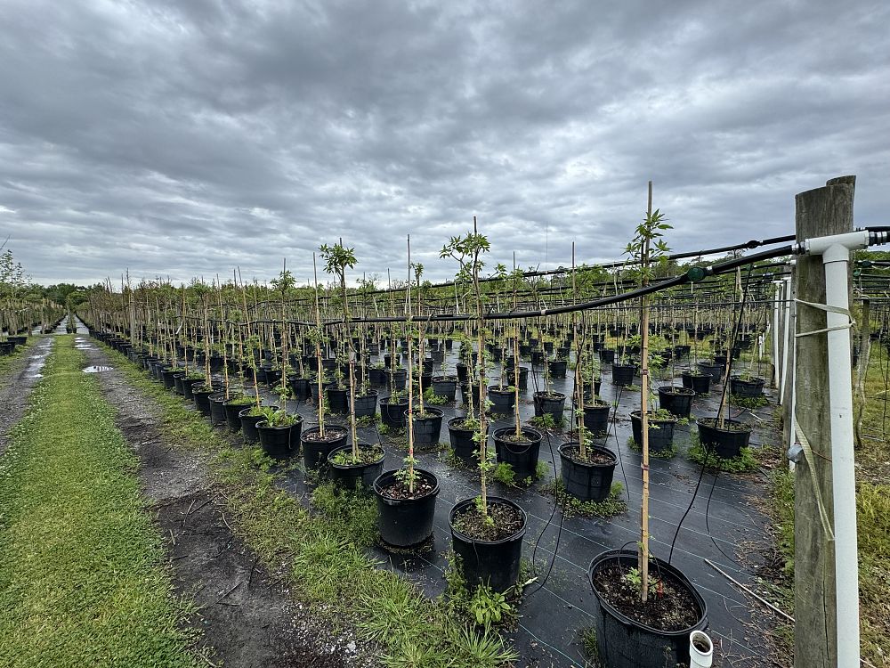 vitex-agnus-castus-shoal-creek-chaste-tree