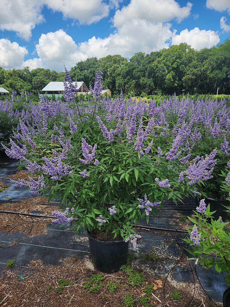 vitex-agnus-castus-shoal-creek-chaste-tree