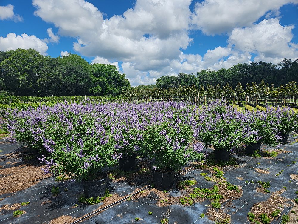 vitex-agnus-castus-shoal-creek-chaste-tree
