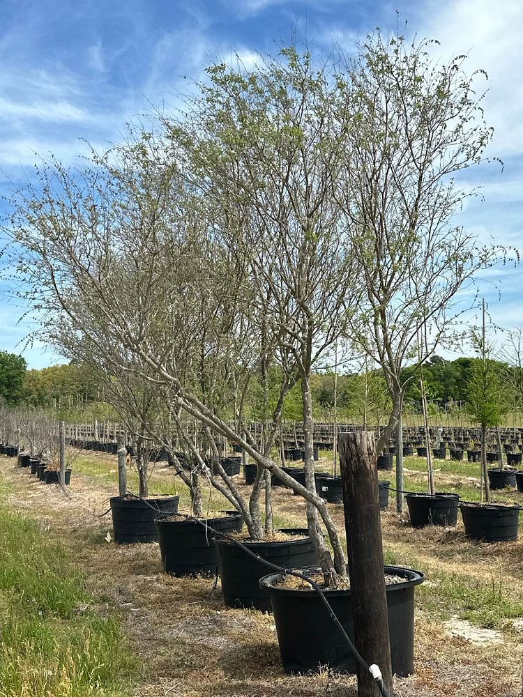 vitex-agnus-castus-shoal-creek-chaste-tree