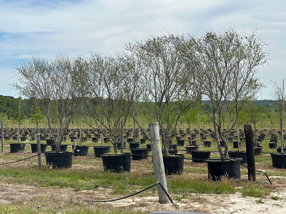 vitex-agnus-castus-shoal-creek-chaste-tree