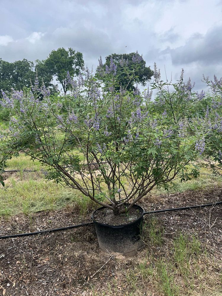 vitex-agnus-castus-shoal-creek-chaste-tree