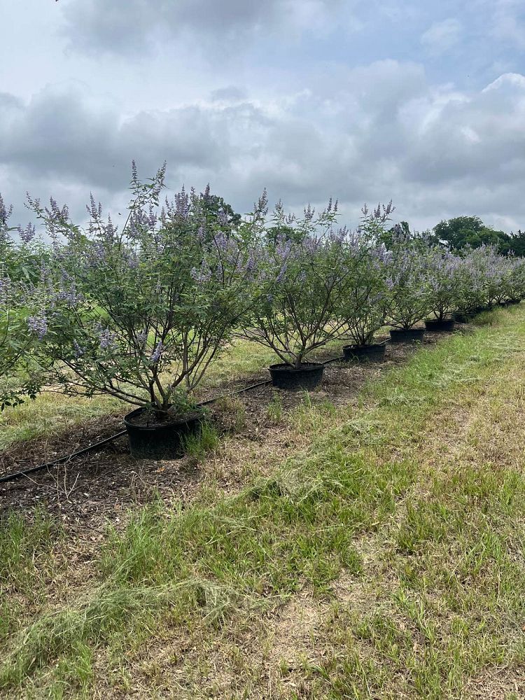 vitex-agnus-castus-shoal-creek-chaste-tree