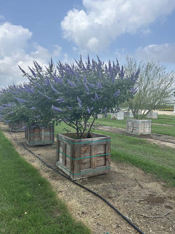 vitex-agnus-castus-shoal-creek-chaste-tree