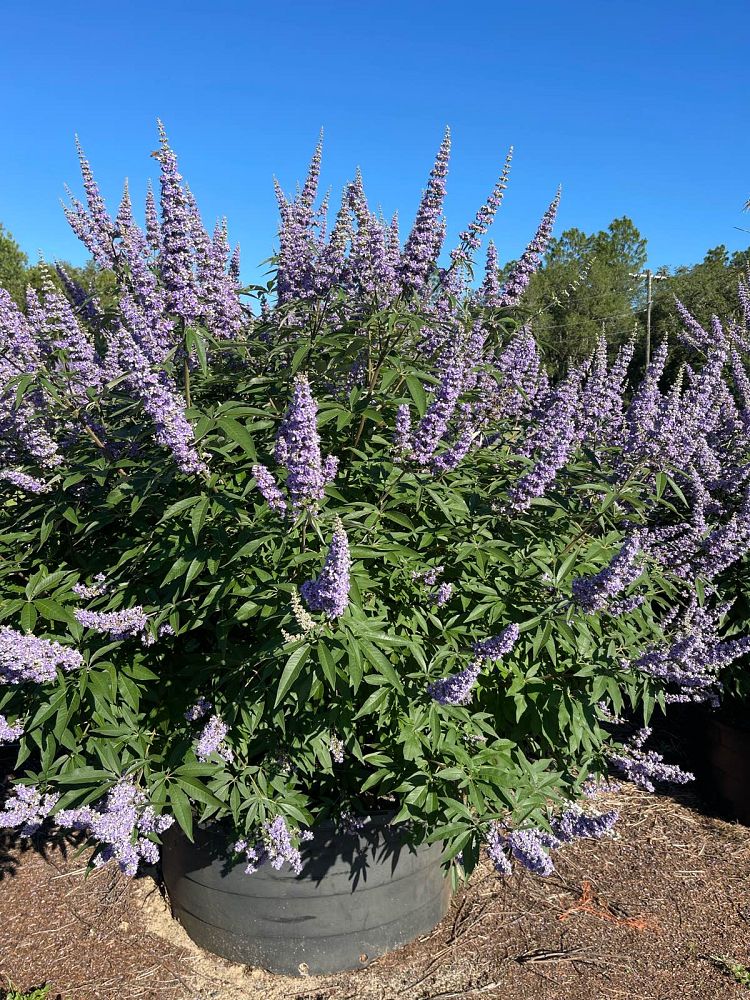 vitex-agnus-castus-shoal-creek-chaste-tree