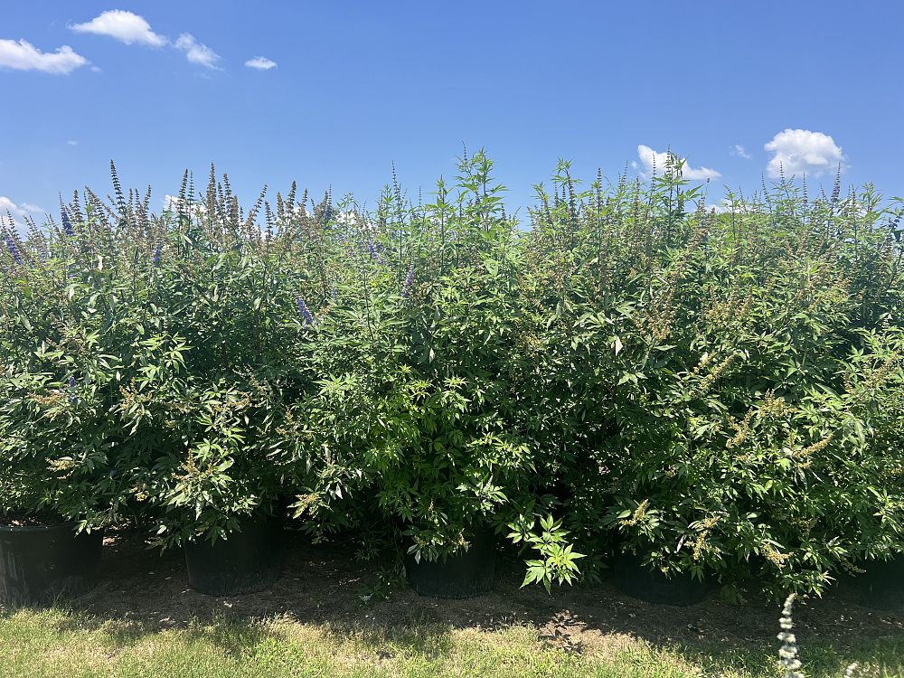 vitex-agnus-castus-shoal-creek-chaste-tree