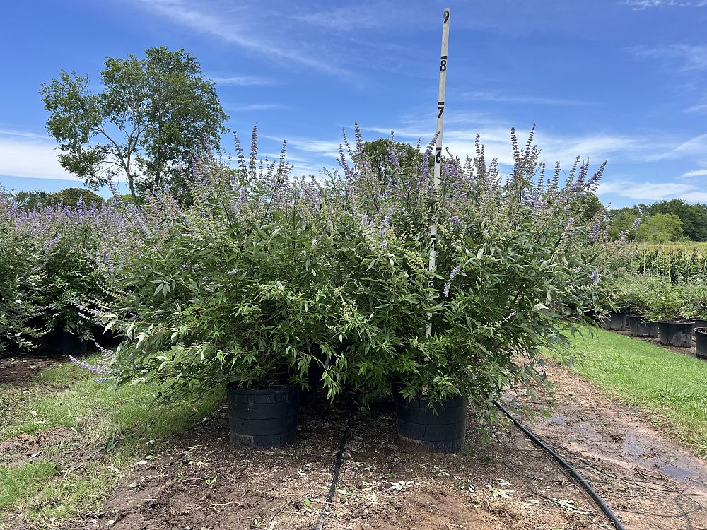 vitex-agnus-castus-shoal-creek-chaste-tree