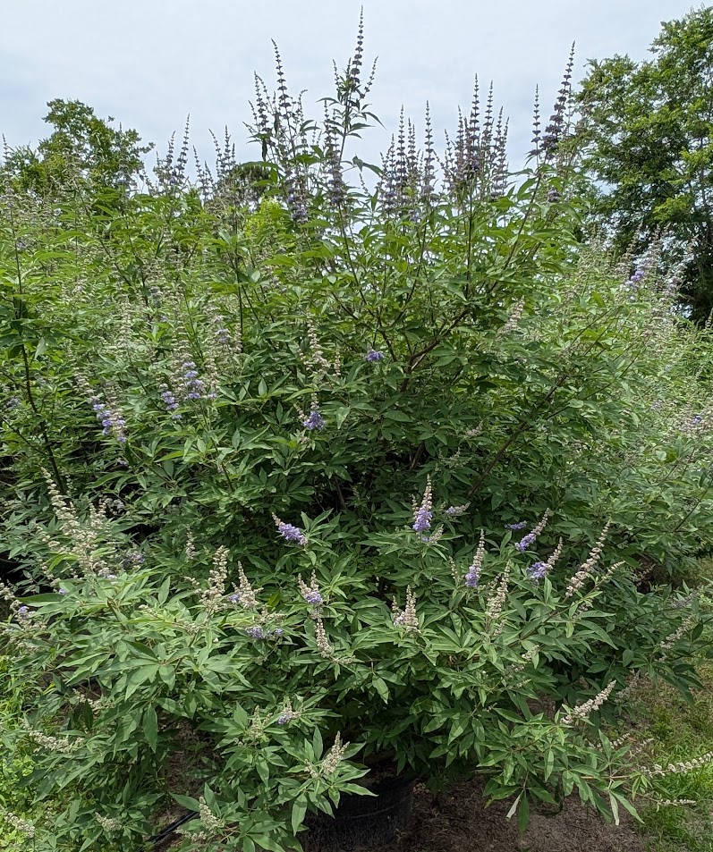 vitex-agnus-castus-shoal-creek-chaste-tree