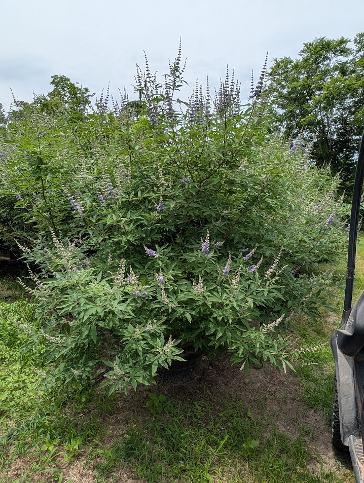 vitex-agnus-castus-shoal-creek-chaste-tree