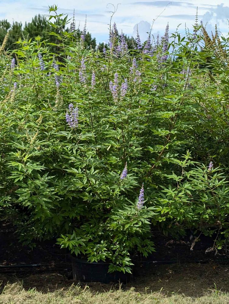 vitex-agnus-castus-shoal-creek-chaste-tree